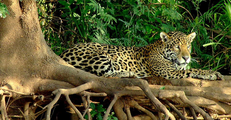 Jaguar-The-Pantanal-2-sh