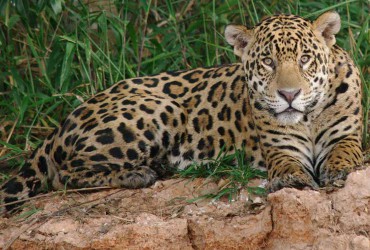 Jaguars in Brazil
