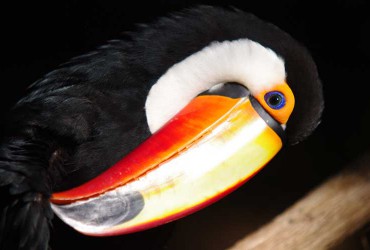 Parque das Aves, Iguassu Falls