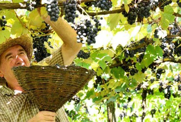 Brazil wine tours